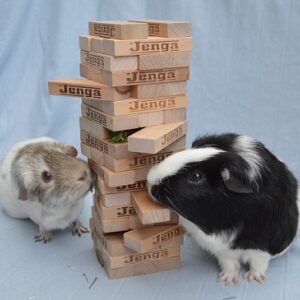 Linda's two guinea pigs, admiring a Jenga tower.